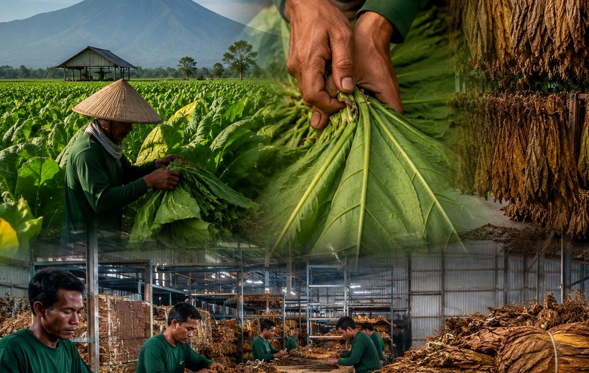 Tobacco operations